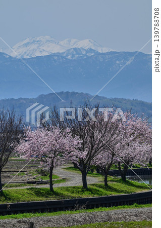 金沢市郊外から眺める残雪の白山と桜 139788708