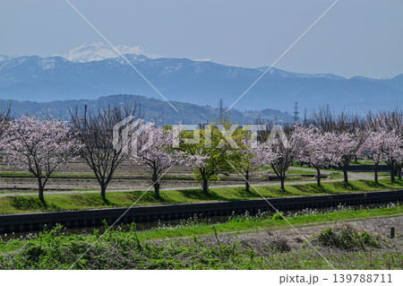 金沢市郊外から眺める残雪の白山と桜 139788711