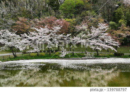 桜満開の卯辰山 桜満開の卯辰山 139788797