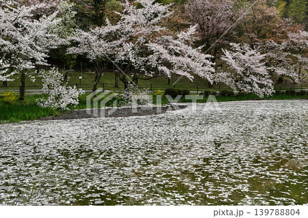 桜満開の卯辰山 139788804