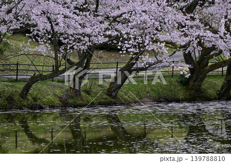 桜満開の卯辰山 桜満開の卯辰山 139788810