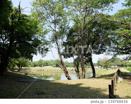 夏の大泉さくら運動公園 139788816