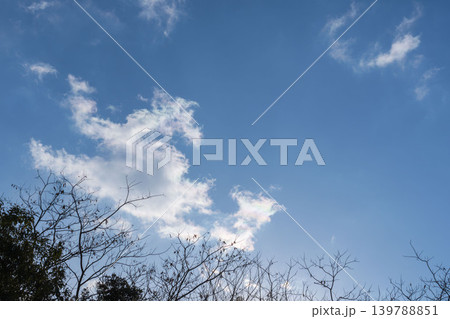 冬の空 木々の合間から昼の青空と雲を見上げる46 冬の空 木々の合間から昼の青空と雲を見上げる46 139788851
