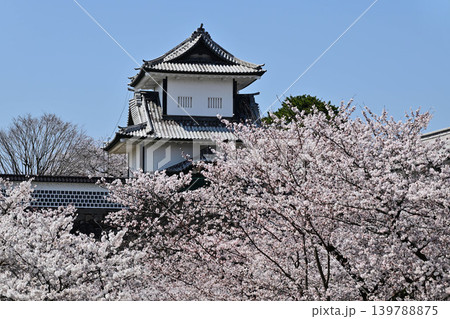 桜満開の金沢城公園 桜満開の金沢城公園 139788875