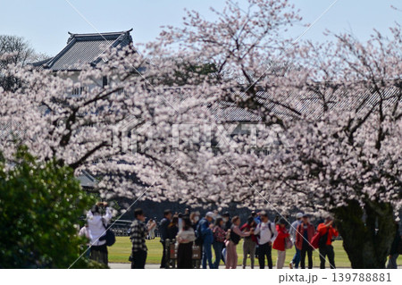 桜満開の金沢城公園 桜満開の金沢城公園 139788881