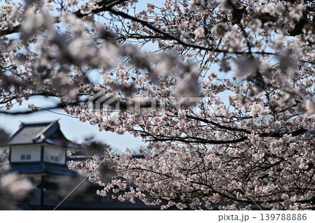 桜満開の金沢城公園 139788886