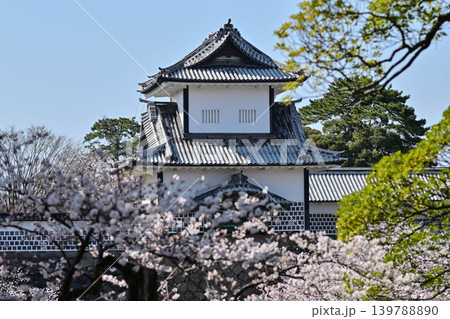 桜満開の金沢城公園 139788890