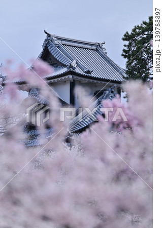 桜満開の金沢城公園 139788897