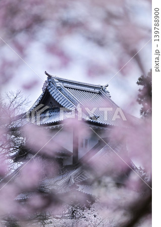 桜満開の金沢城公園 桜満開の金沢城公園 139788900