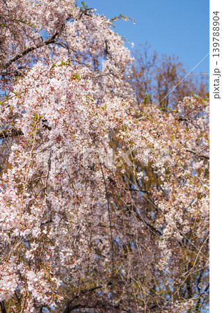 都内の公園のお花見イベントの満開の桜の風景 都内の公園のお花見イベントの満開の桜の風景 139788904