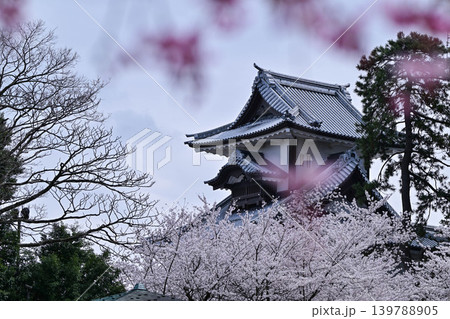 桜満開の金沢城公園 桜満開の金沢城公園 139788905