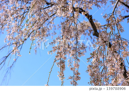 都内の公園のお花見イベントの満開の桜の風景 139788906