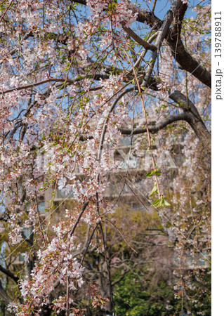 都内の公園のお花見イベントの満開の桜の風景 都内の公園のお花見イベントの満開の桜の風景 139788911