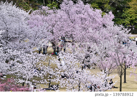 桜満開の金沢城公園 139788912