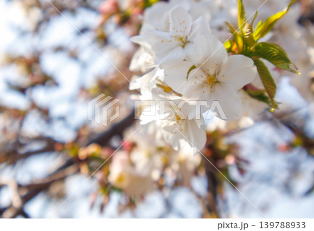 都内の公園のお花見イベントの満開の桜の風景 139788933