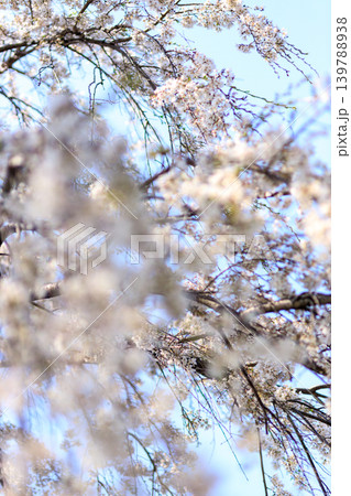 都内の公園のお花見イベントの満開の桜の風景 都内の公園のお花見イベントの満開の桜の風景 139788938