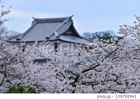 桜満開の金沢城公園 桜満開の金沢城公園 139788941