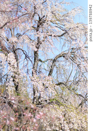 都内の公園のお花見イベントの満開の桜の風景 都内の公園のお花見イベントの満開の桜の風景 139788942
