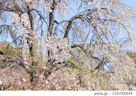 都内の公園のお花見イベントの満開の桜の風景 都内の公園のお花見イベントの満開の桜の風景 139788944