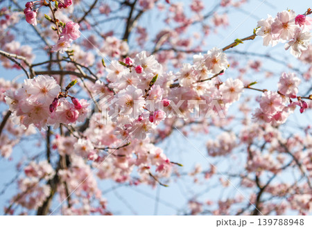 都内の公園のお花見イベントの満開の桜の風景 都内の公園のお花見イベントの満開の桜の風景 139788948