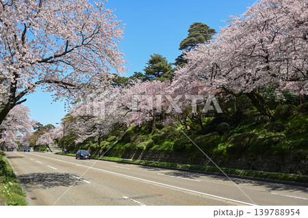 桜満開の金沢城公園 139788954