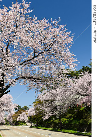 桜満開の金沢城公園 桜満開の金沢城公園 139788958