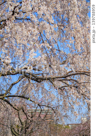 都内の公園のお花見イベントの満開の桜の風景 都内の公園のお花見イベントの満開の桜の風景 139788959