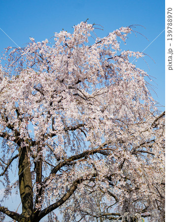 都内の公園のお花見イベントの満開の桜の風景 139788970