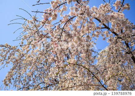 都内の公園のお花見イベントの満開の桜の風景 139788976