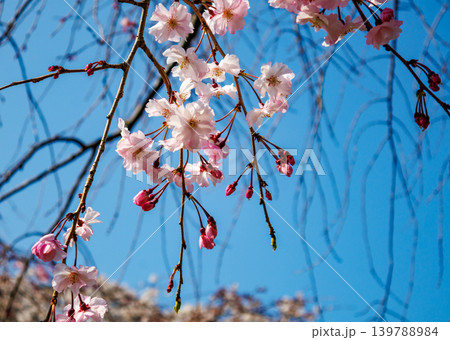 都内の公園のお花見イベントの満開の桜の風景 都内の公園のお花見イベントの満開の桜の風景 139788984