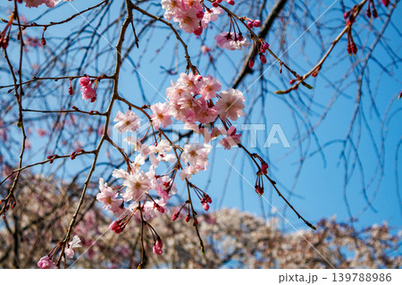 都内の公園のお花見イベントの満開の桜の風景 139788986