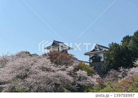 桜満開の金沢城公園 139788997