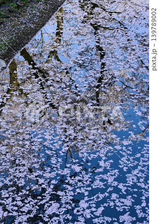 桜満開の金沢城公園 139789002