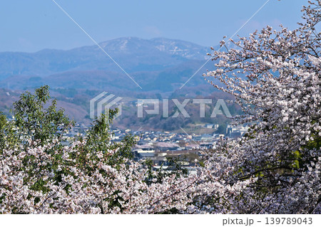 桜が美しい兼六園の春 桜が美しい兼六園の春 139789043