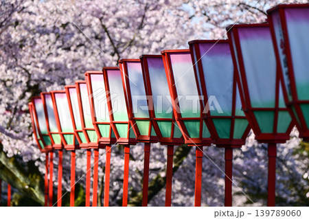 桜が美しい兼六園の春 桜が美しい兼六園の春 139789060