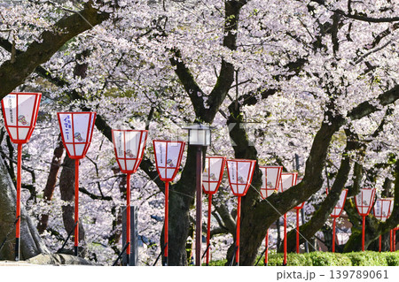 桜が美しい兼六園の春 桜が美しい兼六園の春 139789061