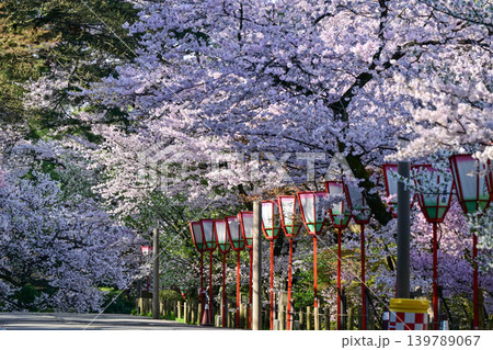 桜が美しい兼六園の春 桜が美しい兼六園の春 139789067