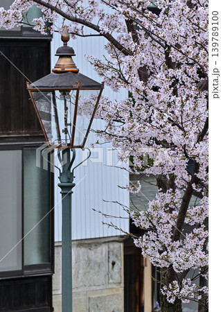 桜が美しい主計町茶屋街 139789100