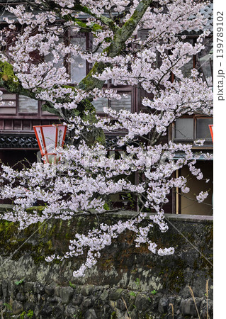 桜が美しい主計町茶屋街 桜が美しい主計町茶屋街 139789102