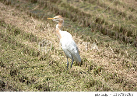 稲刈り後の田んぼに立つアマサギ。 稲刈り後の田んぼに立つアマサギ。 139789268