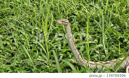 A stunning Ball Python with a beautiful patterned skin glides through lush green grass, showcasing its alert and graceful posture in its natural environment A stunning Ball Python with a beautiful patterned skin glides through lush green grass, showcasing its alert and graceful posture in its natural environment 139789306