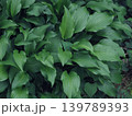 深緑色のキボウシの葉、全面 139789393