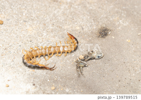 お腹を見せて死んでいる大きなムカデとムカデに食べられたカエルの死骸 139789515