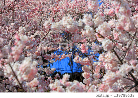 早咲き桜・・一ノ堰の春めき桜 早咲き桜・・一ノ堰の春めき桜 139789538