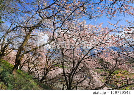 早咲き桜・・一ノ堰の春めき桜 早咲き桜・・一ノ堰の春めき桜 139789548