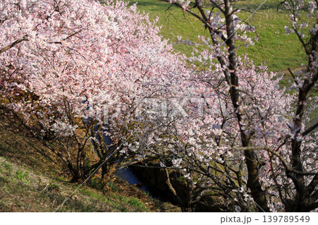 早咲き桜・・一ノ堰の春めき桜 早咲き桜・・一ノ堰の春めき桜 139789549