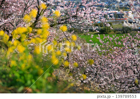 早咲き桜・・一ノ堰の春めき桜 早咲き桜・・一ノ堰の春めき桜 139789553