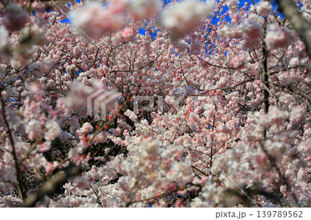 早咲き桜・・一ノ堰の春めき桜 早咲き桜・・一ノ堰の春めき桜 139789562