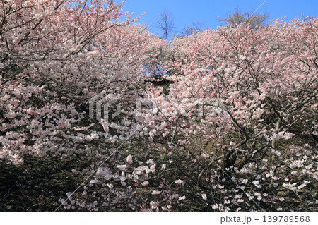 早咲き桜・・一ノ堰の春めき桜 139789568