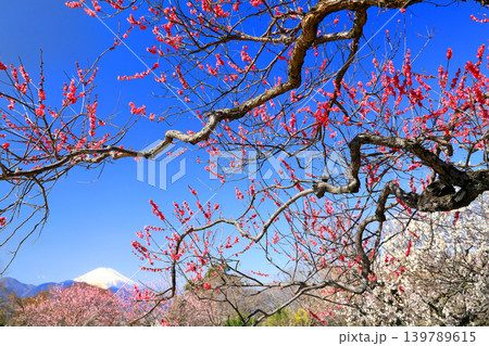 湯河原梅林(幕山梅林)の梅 湯河原梅林(幕山梅林)の梅 139789615